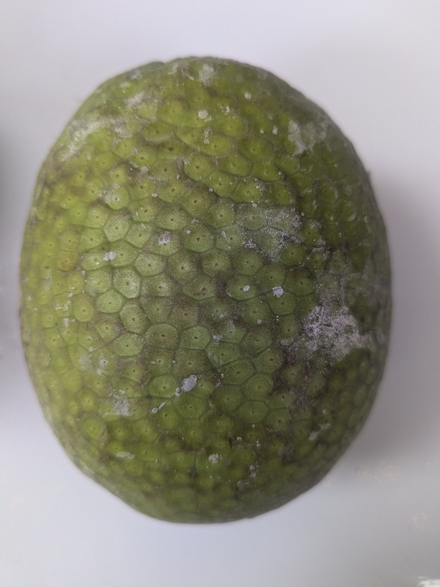 Lam veritab/ Breadfruit