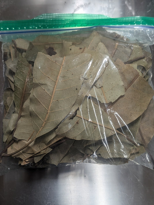 Fèy mango/ Mango leaves